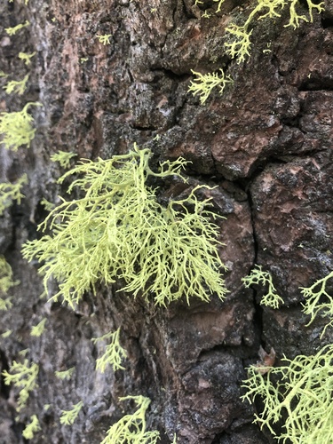 iNaturalist observation photo of wolf lichen