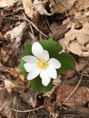 Sanguinaria canadensis