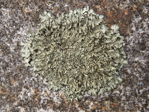 Taškuotasis auksakežis