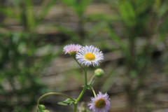 Erigeron