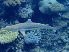 Blacktip Reef Shark
