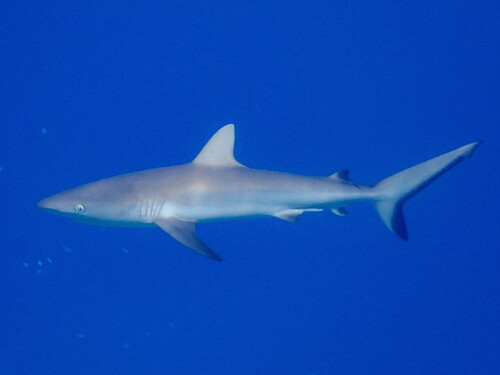 Grey Reef Shark