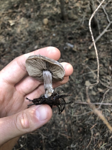 iNaturalist observation photo of Snowmelt Clitocybe