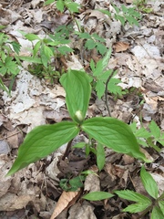Trillium grandiflorum