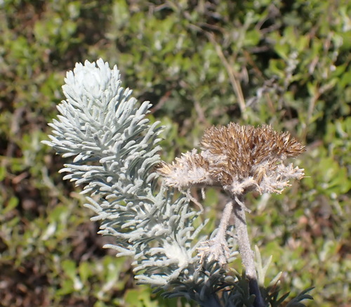 Feathery Kanniedood (Athanasia pinnata)