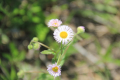 Erigeron