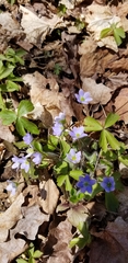Hepatica americana