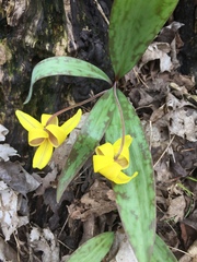 Erythronium americanum