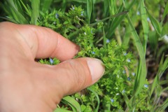 Veronica arvensis