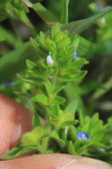 Veronica arvensis