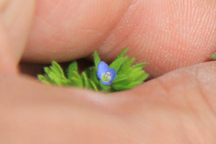 Veronica arvensis