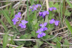 Viola sororia