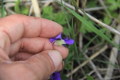 Viola sororia