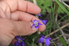 Viola sororia