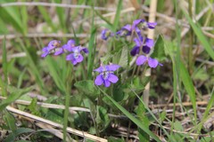 Viola sororia