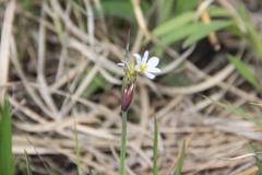 Sisyrinchium albidum