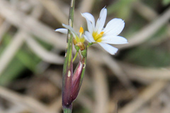 Sisyrinchium albidum