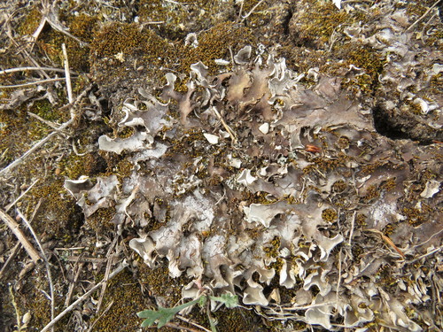 Rusvoji meškapėdė