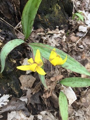 Erythronium americanum