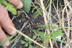 Sisyrinchium albidum