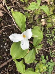 Trillium grandiflorum