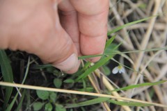 Sisyrinchium albidum