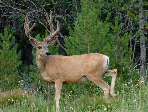 Odocoileus hemionus