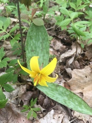 Erythronium americanum