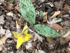 Erythronium americanum