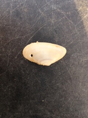 Tellinoidea