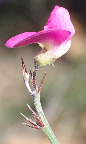 Image of Tephrosia capensis by (c) Nicola van Berkel, some rights reserved (CC BY-SA)