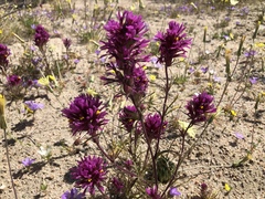 Castilleja exserta venusta