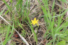 Hypoxis hirsuta