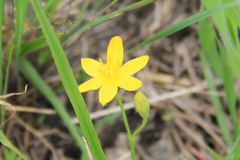 Hypoxis hirsuta