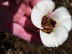 Calochortus vestae
