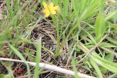 Hypoxis hirsuta