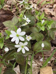 Hepatica acutiloba