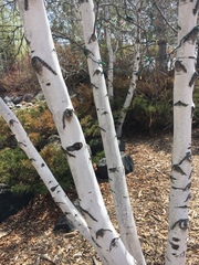 Betula