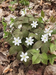 Hepatica acutiloba