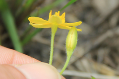 Hypoxis hirsuta