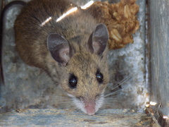 Peromyscus melanotis