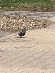 Columba livia domestica