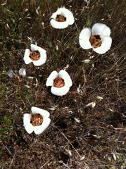 Calochortus vestae