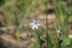 Sisyrinchium campestre