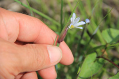 Sisyrinchium campestre
