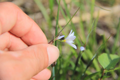 Sisyrinchium campestre