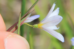Sisyrinchium campestre