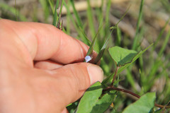 Sisyrinchium campestre
