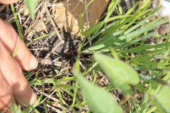 Sisyrinchium campestre