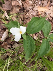 Trillium grandiflorum